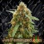 Royal Queen Sticky Queen Auto Feminized Cannabis Seeds for Sale Online Marijuana Plant Pic
