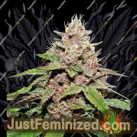Seedstockers Superior Forbidden Mochi Auto Feminized Cannabis Seeds for Sale Online Marijuana Plant Pic
