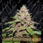 Seedstockers Superior Forbidden Mochi Auto Feminized Cannabis Seeds for Sale Online Marijuana Plant Pic