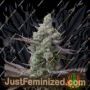 Seedstockers Superior Sagrada Amnesia Feminized Cannabis Seeds for Sale Online Marijuana Plant Pic