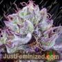 Sweet Seeds Diablos Delight XL Auto Feminized Cannabis Seeds for Sale Online Marijuana Plant Pic