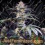 Sweet Seeds Monster Maker Feminized Cannabis Seeds for Sale Online Marijuana Plant Pic