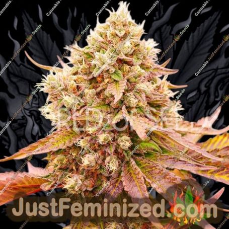 WOS Burger Kush Early Version Feminized Cannabis Seeds for Sale Online Marijuana Plant Pic
