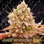 WOS Burger Kush Early Version Feminized Cannabis Seeds for Sale Online Marijuana Plant Pic