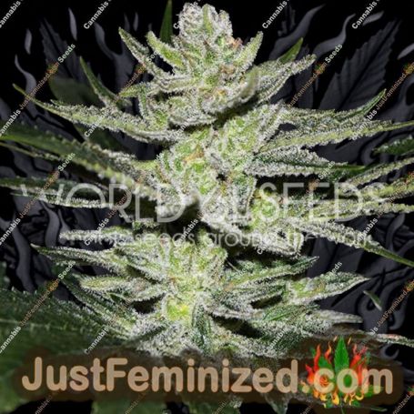 WOS Chocolate Thai OG Feminized Cannabis Seeds for Sale Online Marijuana Plant Pic