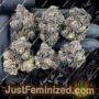 Anesia Seeds Aura Ganja Weed Skunk Pot THC Cultivation Plants Photo
