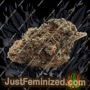 Anesia Seeds Chaos Cake Ganja Weed Skunk Pot THC Cultivation Plants Photo