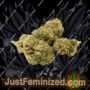 Anesia Seeds Chaos Cake Auto Ganja Weed Skunk Pot THC Cultivation Plants Photo
