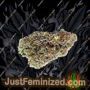 Anesia Seeds Fryday Boof Ganja Weed Skunk Pot THC Cultivation Plants Photo