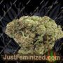 Anesia Seeds Roswell Code Ganja Weed Skunk Pot THC Cultivation Plants Photo