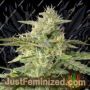 Anesia Seeds Strawberry Pop Rocks Ganja Weed Skunk Pot THC Cultivation Plants Photo