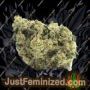 BSB Genetics Chunky Pineapple Ganja Weed Skunk Pot THC Cultivation Plants Photo