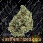 Delicious Nevilles Rose Auto Ganja Weed Skunk Pot THC Cultivation Plants Photo