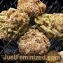 Delicious Sunday Punch Early Version Ganja Weed Skunk Pot THC Cultivation Plants Photo