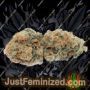 Growers Choice Sticky Wasabi TRIPLOID Ganja Weed Skunk Pot THC Cultivation Plants Photo