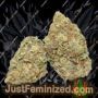 Humboldt Seed COMPANY Banana OG Auto Ganja Weed Skunk Pot THC Cultivation Plants Photo
