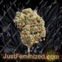 PowerStrains 5Star Auto Strawberry Haze Ganja Weed Skunk Pot THC Cultivation Plants Photo