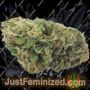 PowerStrains 5Star Cherry Pie Ganja Weed Skunk Pot THC Cultivation Plants Photo