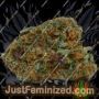 PowerStrains 5Star Cherry Pie Auto Ganja Weed Skunk Pot THC Cultivation Plants Photo