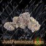 PowerStrains 5Star Pink Runtz  Auto Ganja Weed Skunk Pot THC Cultivation Plants Photo
