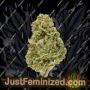 Royal Queen Mexican Rush Ganja Weed Skunk Pot THC Cultivation Plants Photo