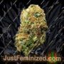 Seedstockers Superior Forbidden Mochi FAST Ganja Weed Skunk Pot THC Cultivation Plants Photo