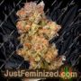 Seedstockers Superior Grannys Home Ganja Weed Skunk Pot THC Cultivation Plants Photo