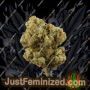 Seedstockers Superior Sagrada Amnesia Ganja Weed Skunk Pot THC Cultivation Plants Photo