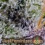Sweet Seeds Pineapple Slush XL Auto Ganja Weed Skunk Pot THC Cultivation Plants Photo