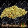 WOS Mongolian THC Free High CBD Ganja Weed Skunk Pot THC Cultivation Plants Photo