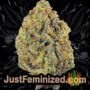 Afghan Mass XXL Auto by 00 Seeds Buy Weed Seeds at the lowest prices online