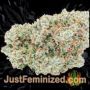 Blue Dream by 00 Seeds Buy Weed Seeds at the lowest prices online