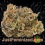 Blueberry by 00 Seeds Buy Weed Seeds at the lowest prices online