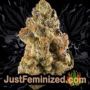 Blueberry by 00 Seeds Buy Weed Seeds at the lowest prices online