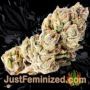 Bubbas Gift by 00 Seeds Buy Weed Seeds at the lowest prices online