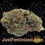 Bubbas Gift by 00 Seeds Buy Weed Seeds at the lowest prices online