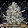 Blue Dream by 00 Seeds Cannabis Seeds Discounted Cheapest Online
