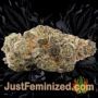 Bubble Gum by 00 Seeds Buy Weed Seeds at the lowest prices online