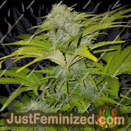 Bubble Gum XXL Auto by 00 Seeds Cannabis Seeds Discounted Cheapest Online