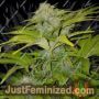 Bubble Gum XXL Auto by 00 Seeds Cannabis Seeds Discounted Cheapest Online
