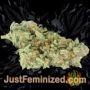Bubble Gum XXL Auto by 00 Seeds Buy Weed Seeds at the lowest prices online