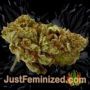Bubble Gum XXL Auto by 00 Seeds Buy Weed Seeds at the lowest prices online