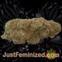 Bubble Gum XXL Auto by 00 Seeds Buy Weed Seeds at the lowest prices online