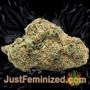 Caramel Kush by 00 Seeds Buy Weed Seeds at the lowest prices online