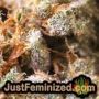 Caramel Kush by 00 Seeds Find Cannabis Strains at the Lowest Price for Original Souvenir Packed Seeds