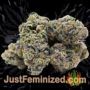 Cheese Berry by 00 Seeds Buy Weed Seeds at the lowest prices online