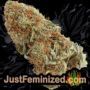 Chocolate Cream by 00 Seeds Buy Weed Seeds at the lowest prices online