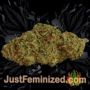 Chocolate Cream by 00 Seeds Buy Weed Seeds at the lowest prices online