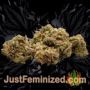 Chocolate Cream by 00 Seeds Buy Weed Seeds at the lowest prices online