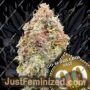 DoSiDos Cookies by 00 Seeds Cannabis Seeds Discounted Cheapest Online